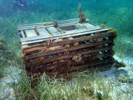 Spøkelsesteiner på havbunnen - tapte teiner som fortsetter å fange marine dyr og skaper miljøskader i havet